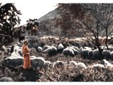 He makes me lie down in green pastures - Ps.23.2  An early photograph.